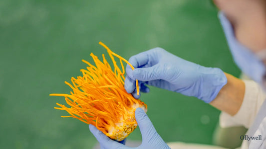 Scientist with functional mushroom Cordyceps.