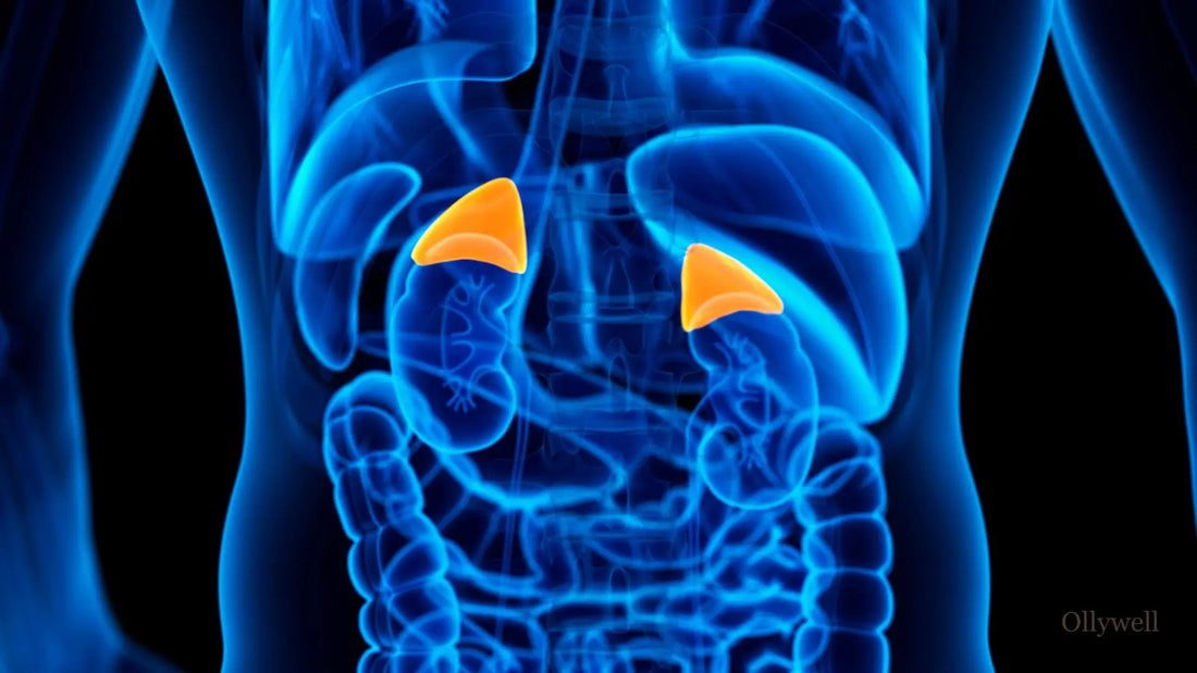 Location of the adrenal glands in the human body.