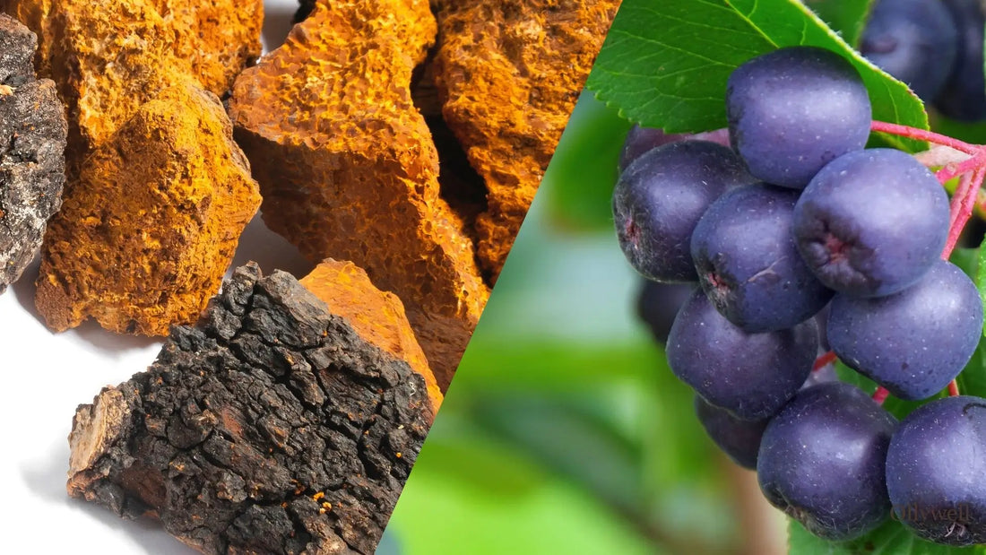 Chaga and chokeberry