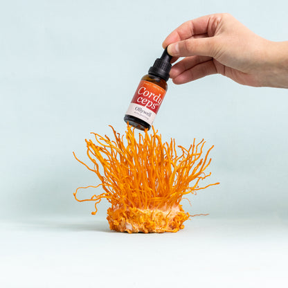 BIO Cordyceps: Energie+