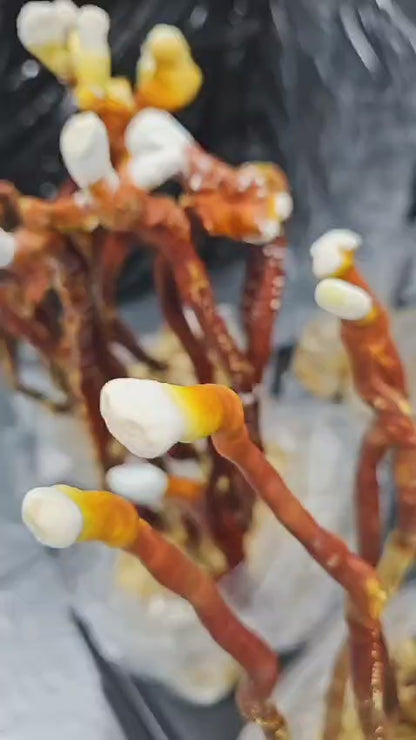 BIO Reishi: Spánek+